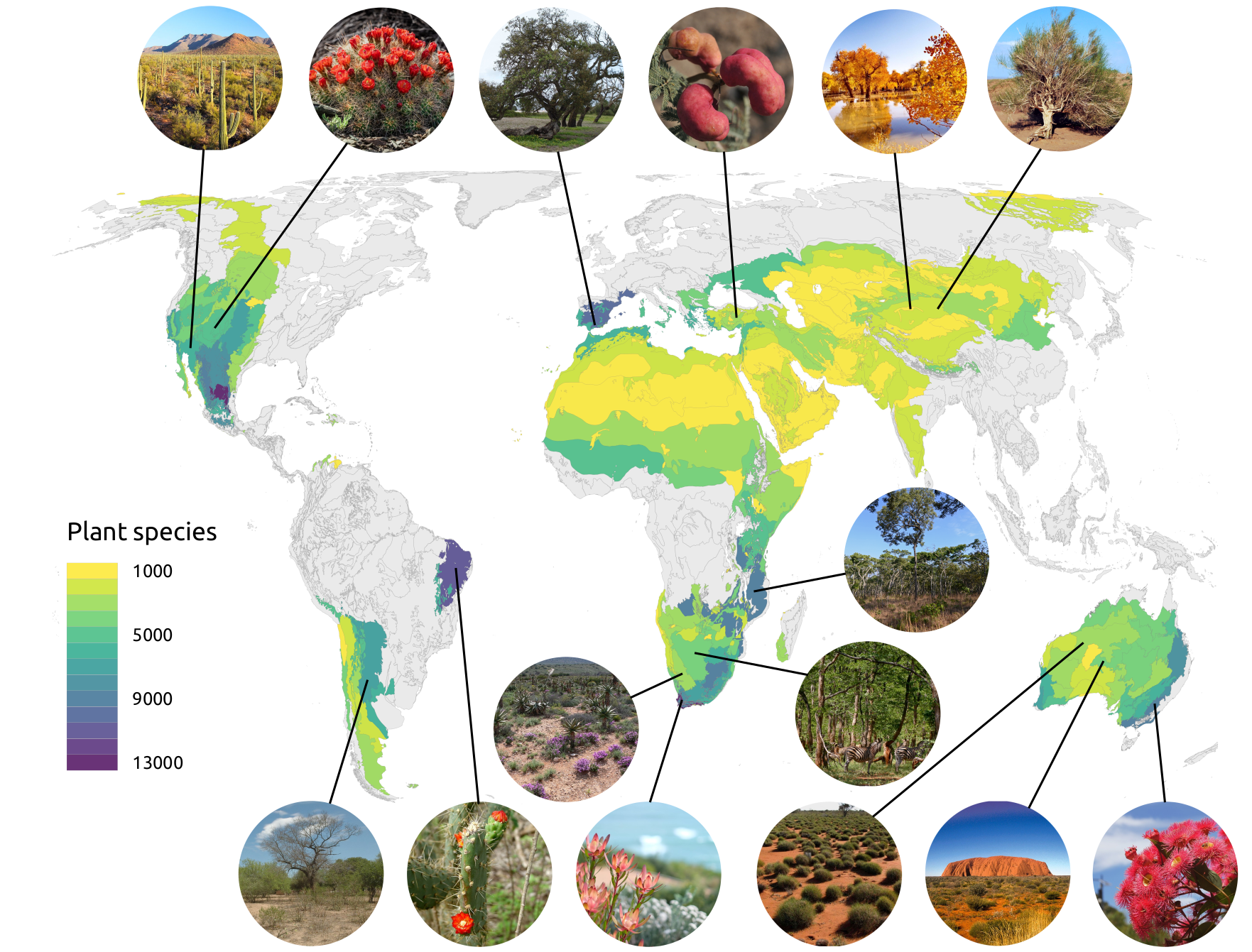 Biogeography Of Global Drylands | Blas M. Benito, PhD